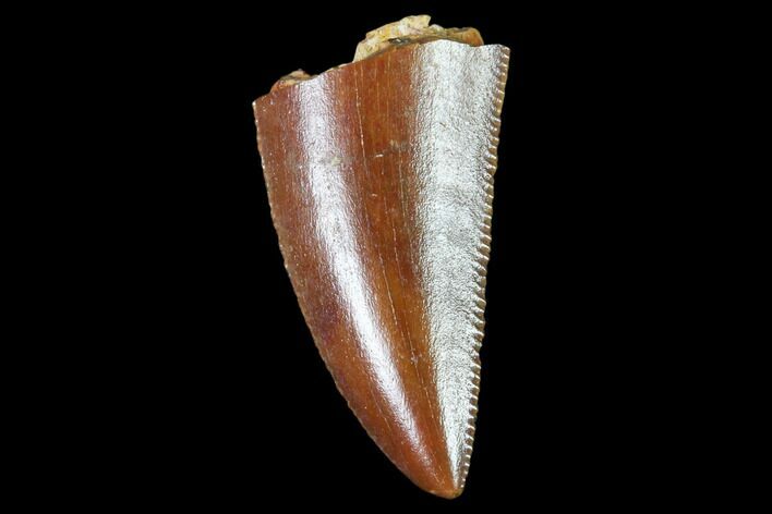 Raptor Tooth - Real Dinosaur Tooth #102347